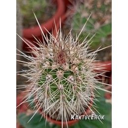 Пахицереус прингли  (Pachycereus pringlei)