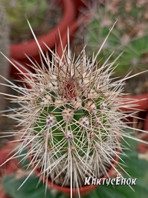 Пахицереус прингли  (Pachycereus pringlei) 