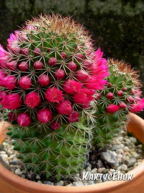 Маммилярия Бакеберга альбиспина (mammillaria backebergiana albispina) 