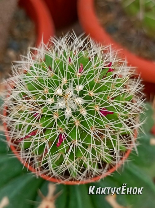 Маммилярия Бакеберга альбиспина (mammillaria backebergiana albispina) 