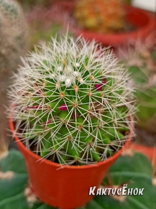 Маммилярия Бакеберга альбиспина (mammillaria backebergiana albispina) 