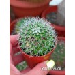 Маммилярия Бакеберга альбиспина (mammillaria backebergiana albispina) 