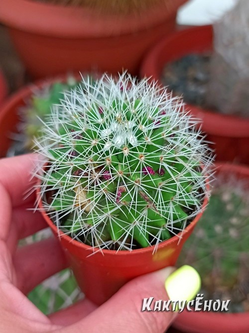 Маммилярия Бакеберга альбиспина (mammillaria backebergiana albispina) 