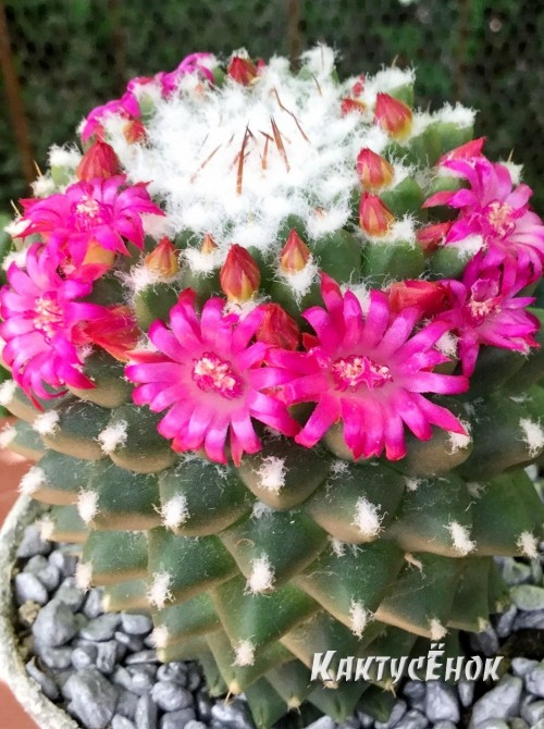 Маммиллярия «Толука» (Mammillaria Toluca)