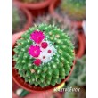 Маммиллярия «Толука» (Mammillaria Toluca)