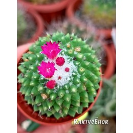 Маммиллярия «Толука» (Mammillaria Toluca)