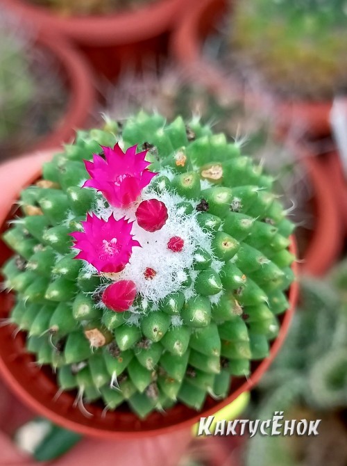 Маммиллярия «Толука» (Mammillaria Toluca)