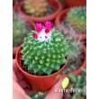 Маммиллярия «Толука» (Mammillaria Toluca)