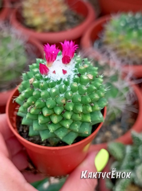 Маммиллярия «Толука» (Mammillaria Toluca)