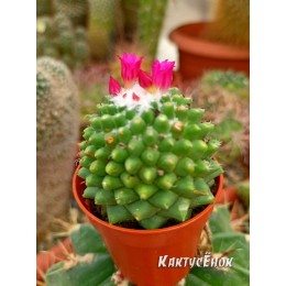 Маммиллярия «Толука» (Mammillaria Toluca)
