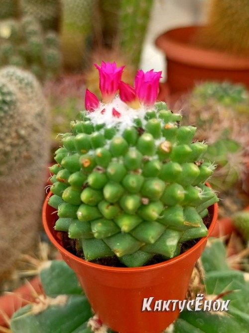 Маммиллярия «Толука» (Mammillaria Toluca)