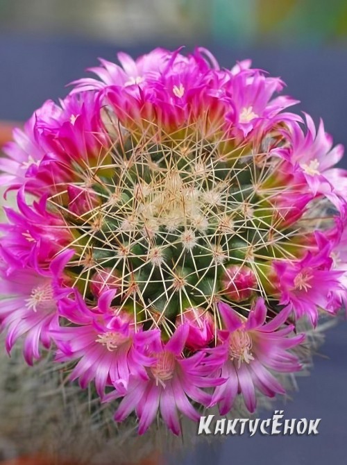 Маммилярия эрнести (Mammillaria ernestii)