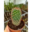 Маммилярия эрнести (Mammillaria ernestii)