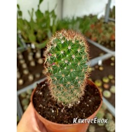 Маммилярия эрнести (Mammillaria ernestii)