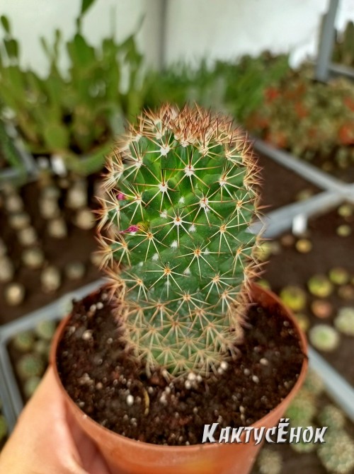 Маммилярия эрнести (Mammillaria ernestii)