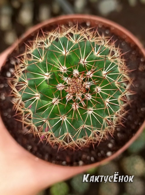 Маммилярия эрнести (Mammillaria ernestii)