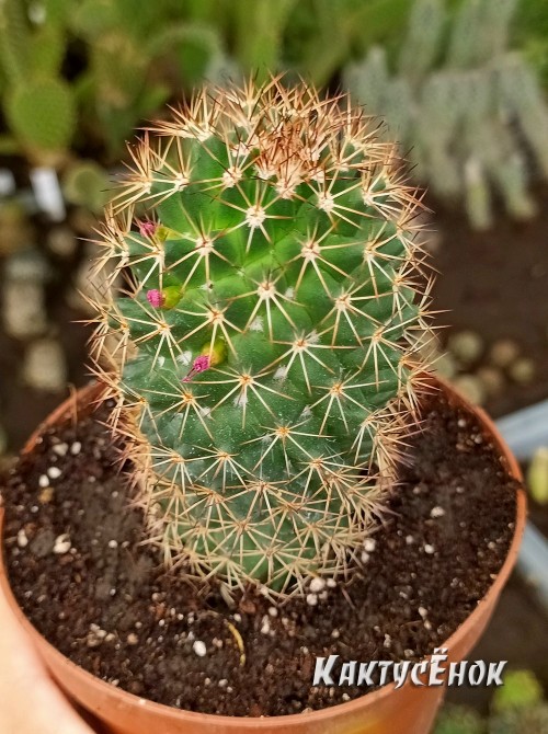 Маммилярия эрнести (Mammillaria ernestii)