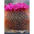 Маммилярия спиносиссима (Mammillaria spinosissima cv. Super Red) 