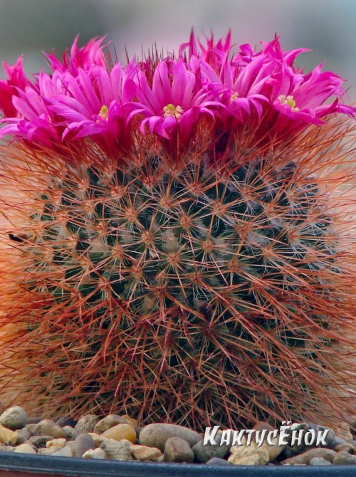 Маммилярия спиносиссима (Mammillaria spinosissima cv. Super Red) 