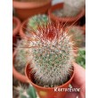 Маммилярия спиносиссима (Mammillaria spinosissima cv. Super Red) 