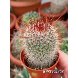 Маммилярия спиносиссима (Mammillaria spinosissima cv. Super Red)