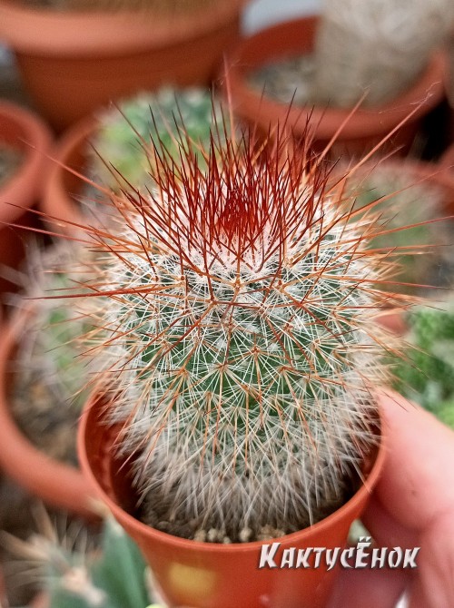 Маммилярия спиносиссима (Mammillaria spinosissima cv. Super Red) 