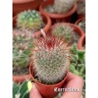 Маммилярия спиносиссима (Mammillaria spinosissima cv. Super Red) 