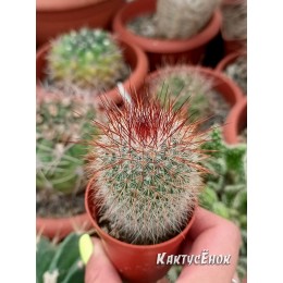 Маммилярия спиносиссима (Mammillaria spinosissima cv. Super Red)