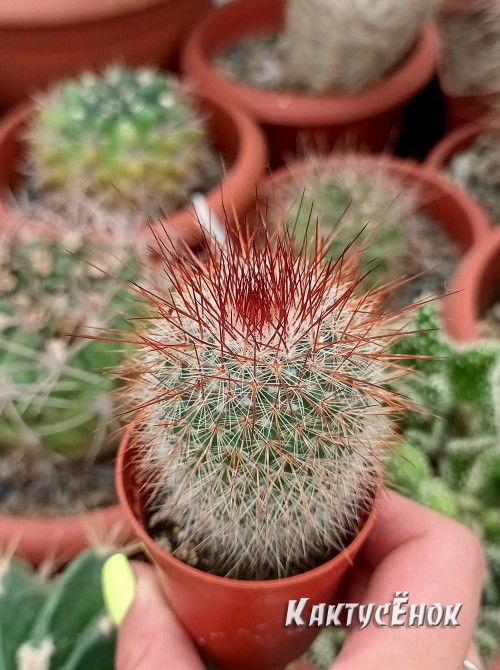 Маммилярия спиносиссима (Mammillaria spinosissima cv. Super Red) 