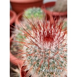 Маммилярия спиносиссима (Mammillaria spinosissima cv. Super Red)