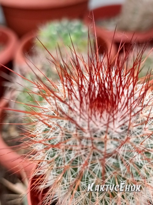 Маммилярия спиносиссима (Mammillaria spinosissima cv. Super Red) 