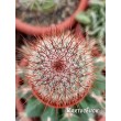 Маммилярия спиносиссима (Mammillaria spinosissima cv. Super Red) 