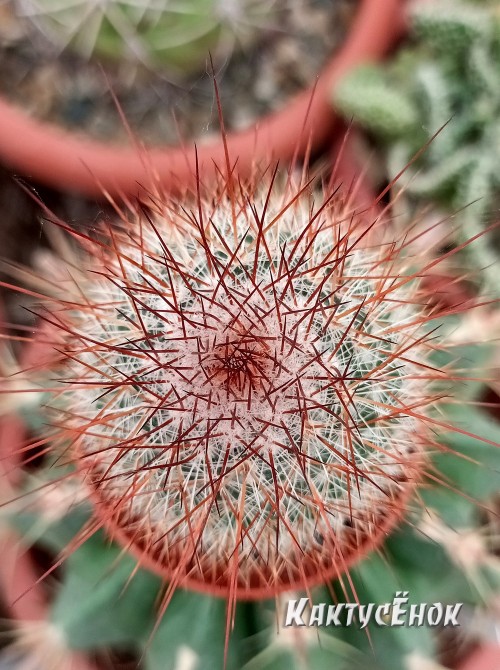 Маммилярия спиносиссима (Mammillaria spinosissima cv. Super Red) 