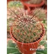 Маммилярия дисколор (mammillaria discolor)