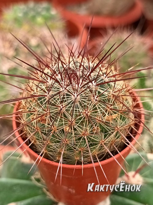 Маммилярия дисколор (mammillaria discolor)