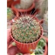 Маммилярия дисколор (mammillaria discolor)