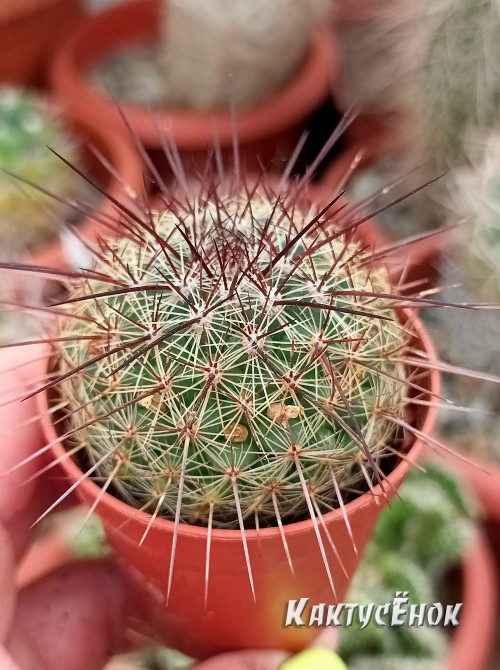 Маммилярия дисколор (mammillaria discolor)