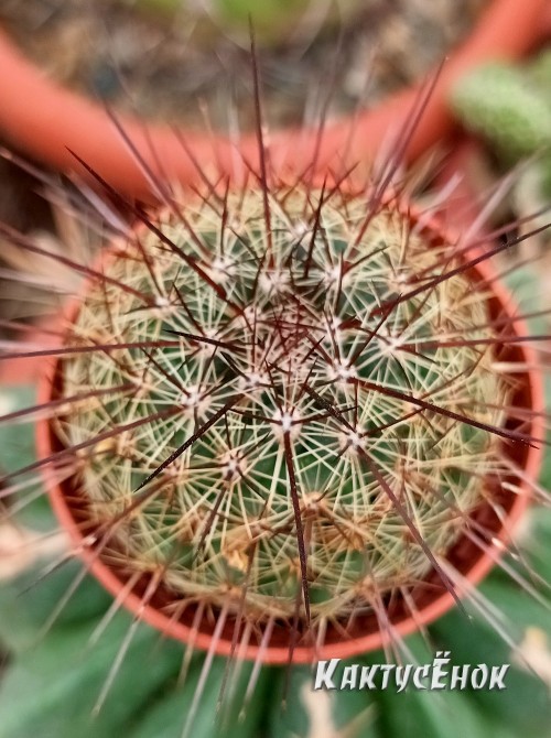 Маммилярия дисколор (mammillaria discolor)