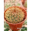 Маммилярия дисколор (mammillaria discolor)