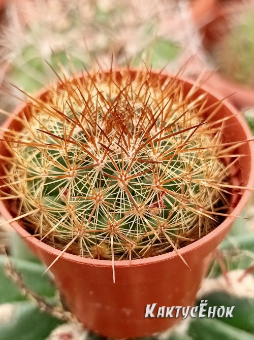 Маммилярия дисколор (mammillaria discolor)