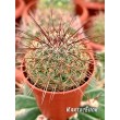 Маммилярия дисколор (mammillaria discolor)