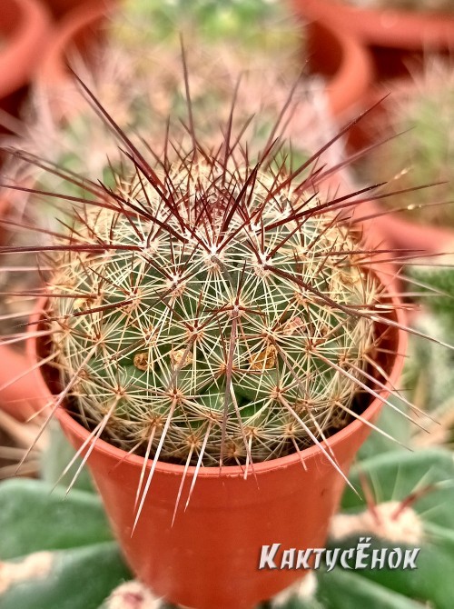 Маммилярия дисколор (mammillaria discolor)