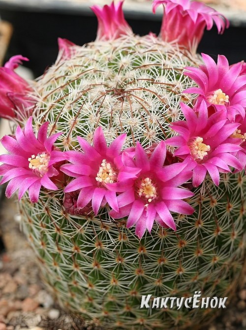 Маммилярия Матуда (mammillaria matudae)