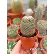 Маммилярия Матуда (mammillaria matudae)