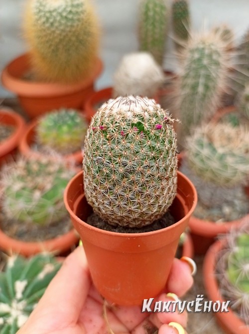 Маммилярия Матуда (mammillaria matudae)