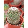 Маммилярия Матуда (mammillaria matudae)