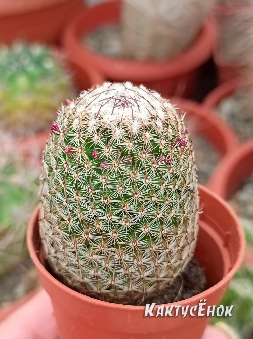 Маммилярия Матуда (mammillaria matudae)