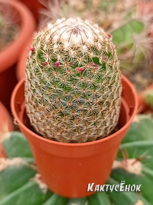 Маммилярия Матуда (mammillaria matudae)