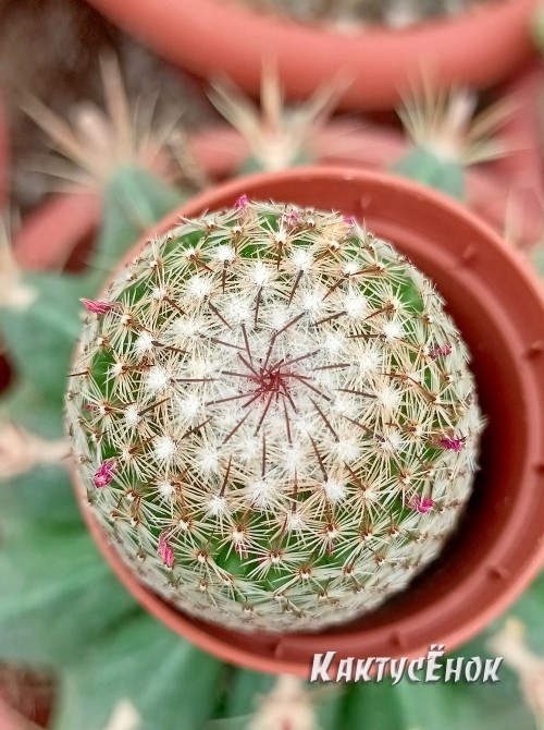 Маммилярия Матуда (mammillaria matudae)