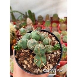 Черенок Пуна подземная (Пуна Инчауси, Puna incahuasi)